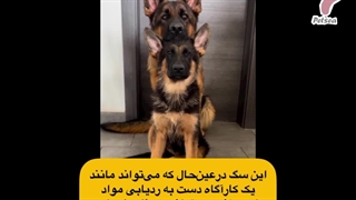 معرفی ۵ سگ نگهبان و بزرگ دنیا / مجله حیوانات خانگی پتسی