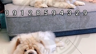 چاوچاو سفید