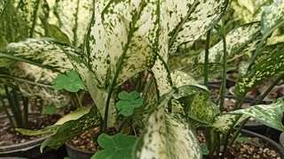 کنه آگلونما برفی,نحوه از بین بردن کنه آگلونما,,فروش آگلونما,خانم گل,فروش عمده گل,گل آپارتمانی عید نوروز,گل آپارتمانی برای عید