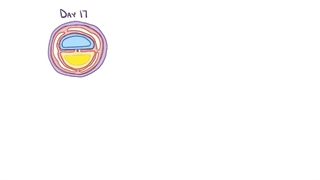 جنین شناسی اسموزیس بخش ششم (اکتودرم)