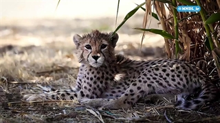 مستند نسل پیروز