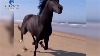 اسب زیبا اسب سیاه