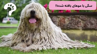 سگ کوموندور، سگی با موهای بافته شده! (مجله حیوانات خانگی پتسی)
