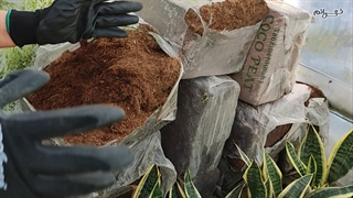 کوکو پیت,Coco peat,خانم گل,کوکوپیت چیست؟,Coco peat چیست؟,بررسی کوکوپیت.KhanomGol