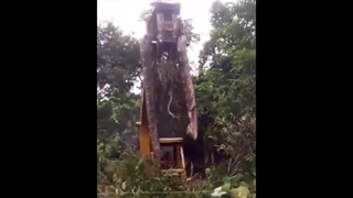 بزرگترین مار دنیا که با بیل مکانیکی مهار شد