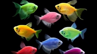 غزل ماهی... کاری از گروه ادبیات آناهید