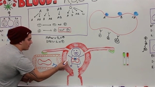 ninja nerd هماتولوژی قسمت هشتم(گروه خونی)