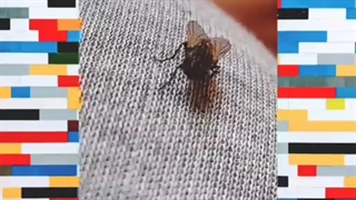 * دلم خواست شماهم ببینید