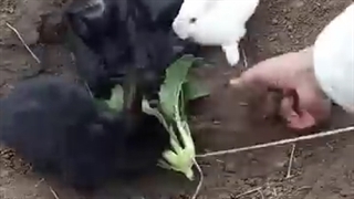 شکار کردن خرگوش با استفاده از تله - اکوتوریسم