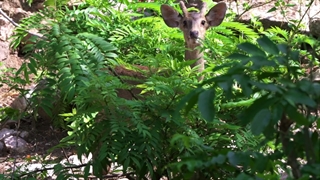 دانلود مستند گربه های وحشی تایلند Thailand’s Wild Cats 2021