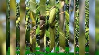 فروش ویژه عیدانه نهال گردو آغاز شد !