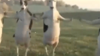 وقتی در خانه تنها میشی