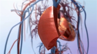 لایه های قلب زیست دهم