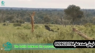 حمله پرندگان به یکدیگر در دل طبیعت