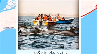 گشت یک روزه قشم و هنگام | روم تور