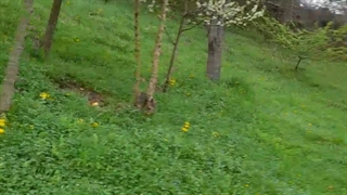 دارابکلا ، تی تی کاک