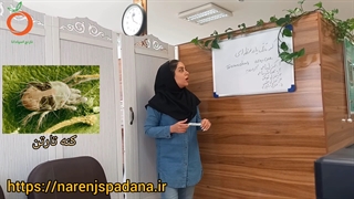 آفت کنه دو نقطه ای و روش مبارزه با آن