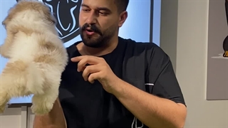 Panpetkc | سگ شیتزو | معرفی سگ شیتزو