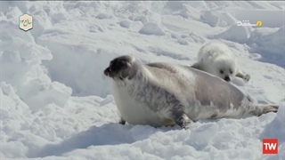 رخنه در اسرار ؛ 2021 ؛ فصل 60 ؛ قسمت 6