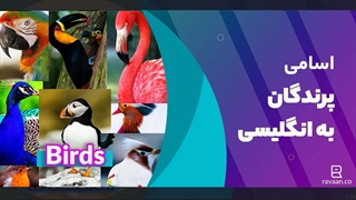 اسامی پرندگان مختلف به زبان انگلیسی