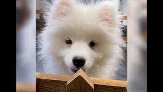 سگ ساموید | Panpetkc