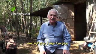 انواع برنج هاشمی از زبان کاشف برنج هاشمی