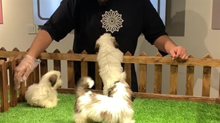 سگ شیتزو | توله سگ شیتزو | Panpetkc