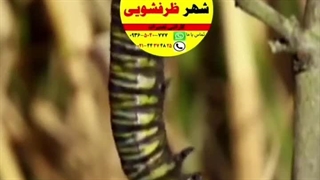 تولد دوباره ماشین ظرفشویی