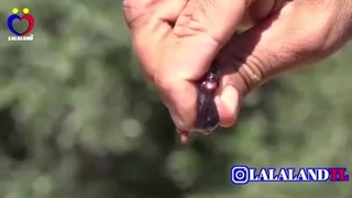 شاهکار دکتر بهارلو در زرین دشت فارس آکنه