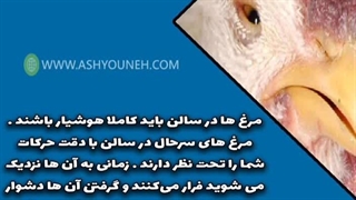 نشانه های بیماری در گله مرغ