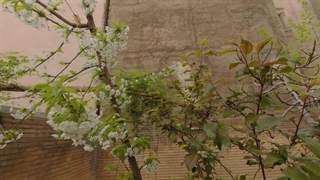 الوارهای برس خورده و شکوفه های گیلاس