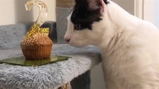 تولد دوسالگی تامی