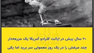 راز 18 ماه زندگی مرغ بدون سر