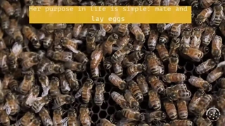 زندگی زنبور ملکه