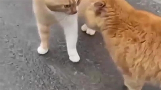 گربه های ناز