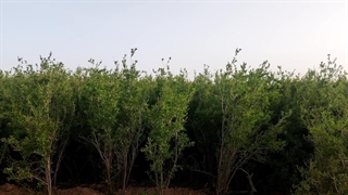 گردهمایی گنجشگها