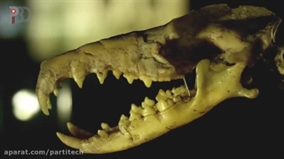 اگر طرفدار دایناسور تیرکس T.rex هستید این ویدیو را از دست ندهید