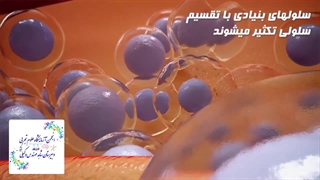 سلول های بنیادی 