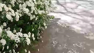 گلهای بهاری