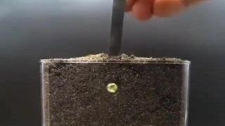 تایم لپس زیبا از مراحل رشد گیاه در گلدان شیشه‌ای !