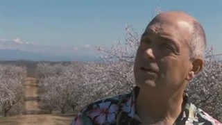 گرده افشانی درختان و مزارع و نقش زنبورداران