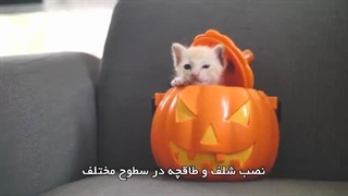 دلایل نشانه گذاری گربه و روش های پیشگیری از آن