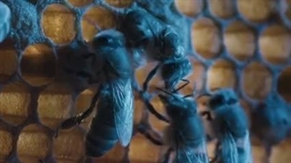 کنه واروآ مخرب