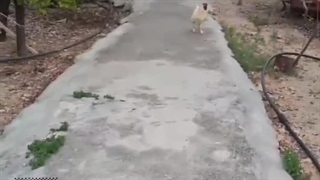 *یروز عادی وقتی میخوام برم مدرسه *