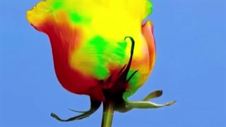 ایده های کاربردی در تزئین کفش، چتر با آنی حامی Ani Hami