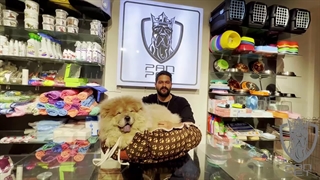 همه چیز درباره سگ چاو چاو | پن پت کی سی