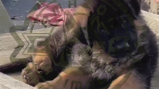 سگ ژرمن - سگ پلیس - توله ژرمن - ژرمن سگ نگهبان