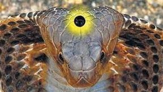 اگر شما یه سنگ اینطوری روی مار پیدا کنید میلیونر میشید*جهت حمایت ما رو دنبال کنید*