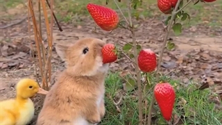 فیلم حیوانات بامزه برای کودکان