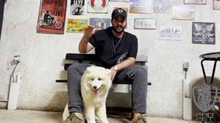 همه جیز درباره سگ سامویید | پن پت کی سی